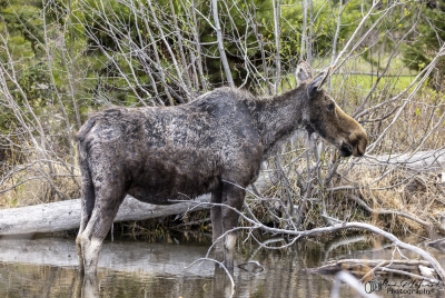 Young Female Moose May 2025